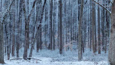 How much snow fell in D.C, Maryland and Virginia Sunday