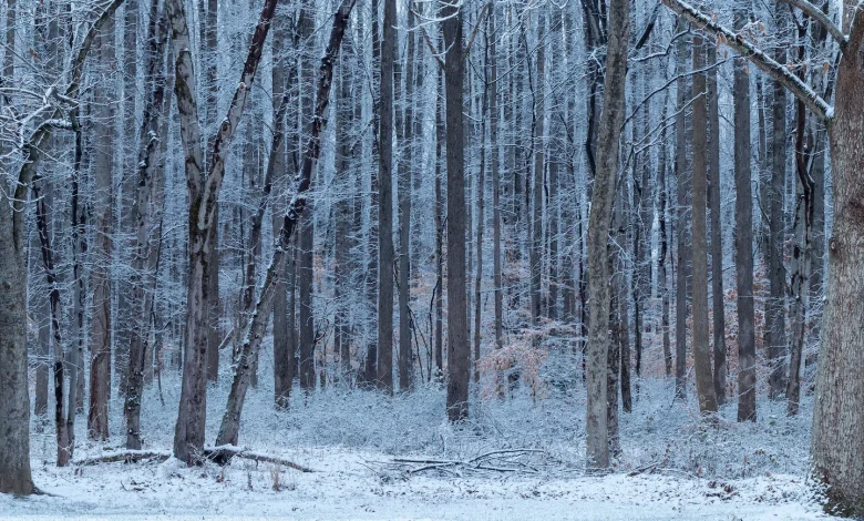 How much snow fell in D.C, Maryland and Virginia Sunday
