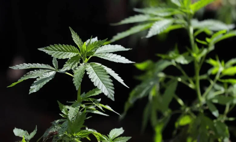 In a major change in cannabis policy that could impact Colorado’s industry, president directs DOJ to ease regulations