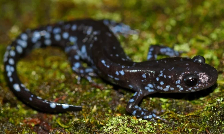 In the snow, these salamanders get supercool : NPR