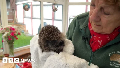 'I've been rescuing hedgehogs in my garden for 25 years'