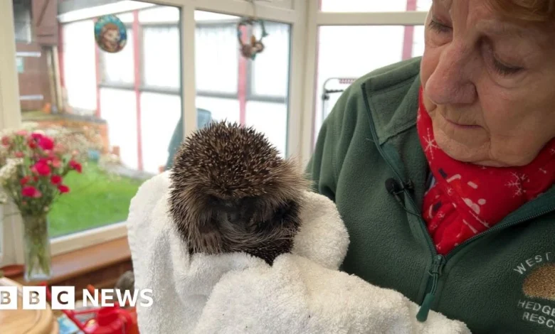 'I've been rescuing hedgehogs in my garden for 25 years'