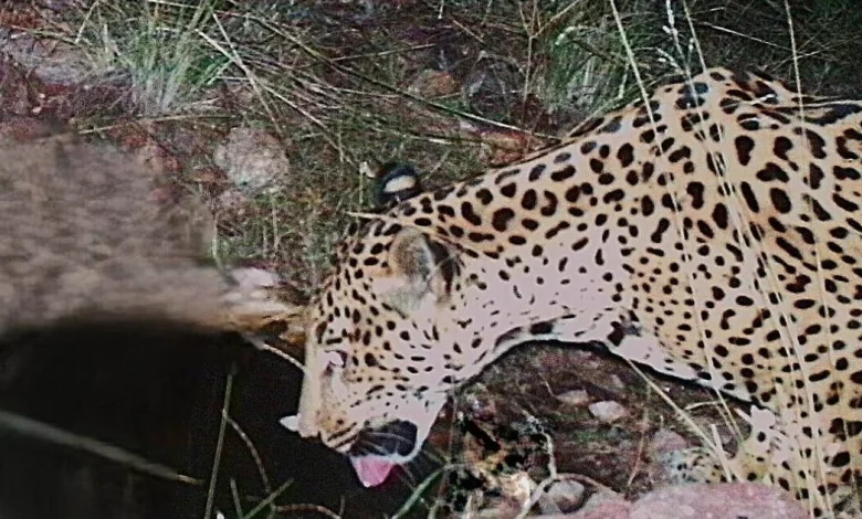 Jaguar spotted at watering hole in Arizona, 5th endangered cat seen in area over last 15 years