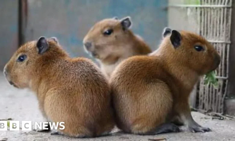 Jersey and Guernsey stories to make you smile