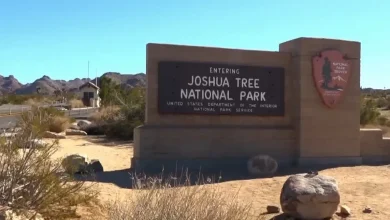 Joshua Tree National Park sees surge of visitors over Thanksgiving weekend