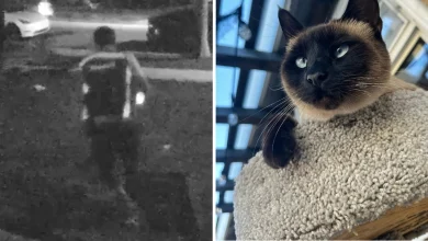 Lakewood woman claims Amazon driver stole her cat Piper while dropping off package