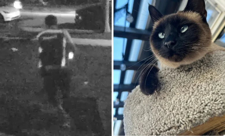 Lakewood woman claims Amazon driver stole her cat Piper while dropping off package