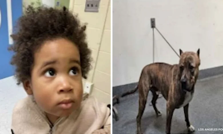 Los Angeles police seek help identifying young boy found in car after attempted theft in Highland Park