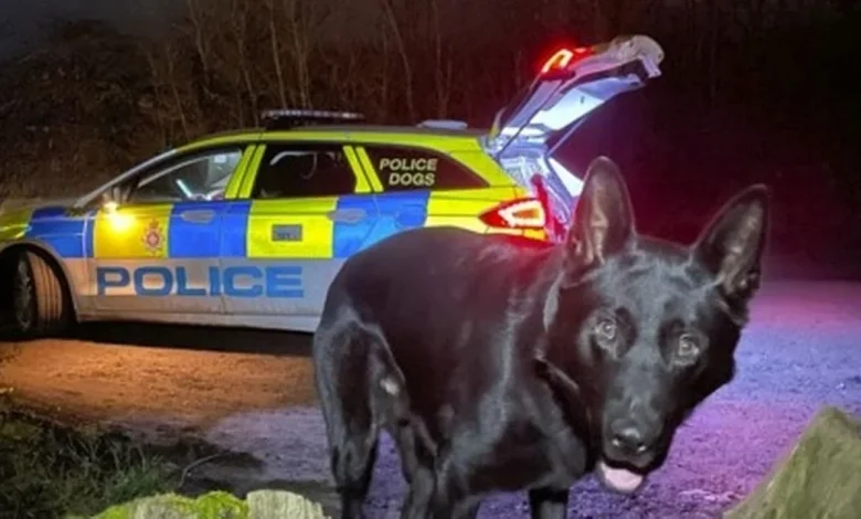 M4 drivers spot man walking at roadside after dramatic Range Rover crash