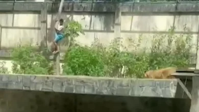 Man killed by lioness after scaling 20ft wall to jump into zoo enclosure