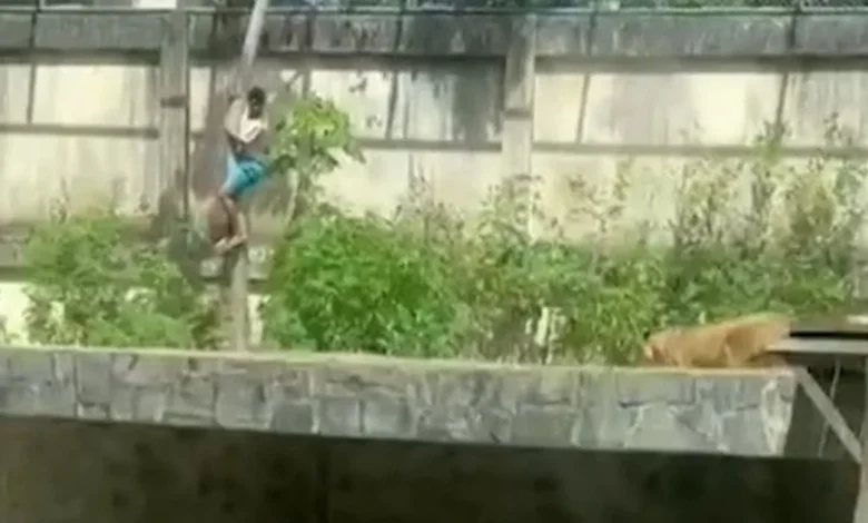 Man killed by lioness after scaling 20ft wall to jump into zoo enclosure