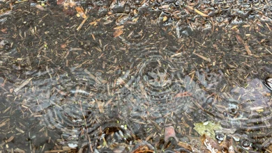 Maps show where atmospheric river could drop 4 or more inches of rain in Oregon