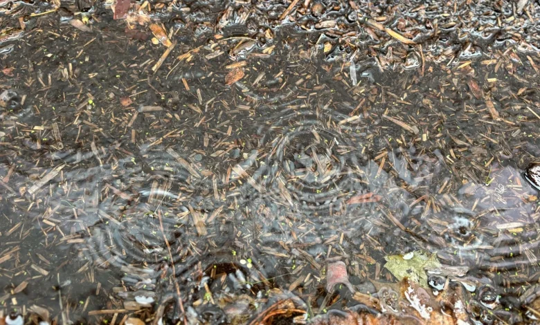 Maps show where atmospheric river could drop 4 or more inches of rain in Oregon