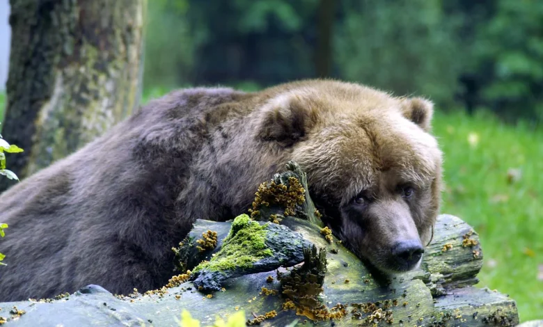 Markets slump as AI trade tumbles