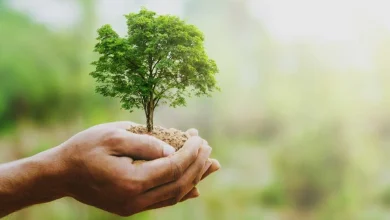 Money Grows On This Tree As Discount Retailers Crush Estimates