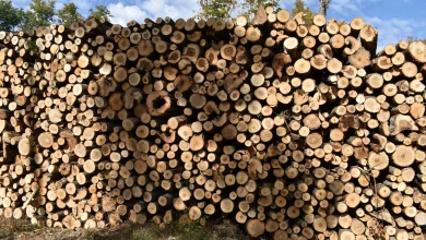 More buildings are using mass timber. Could it boost Wisconsin's forest industry?