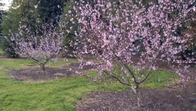 New edition of UC ANR’s ‘The Home Orchard’ offers advice on growing tree fruit, nuts