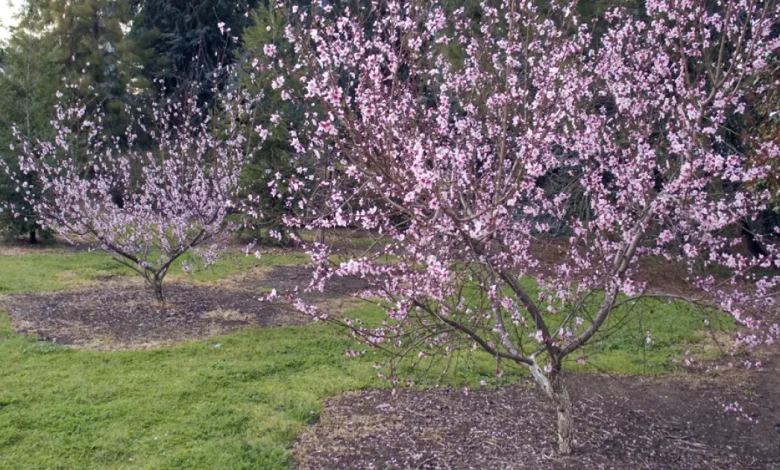New edition of UC ANR’s ‘The Home Orchard’ offers advice on growing tree fruit, nuts