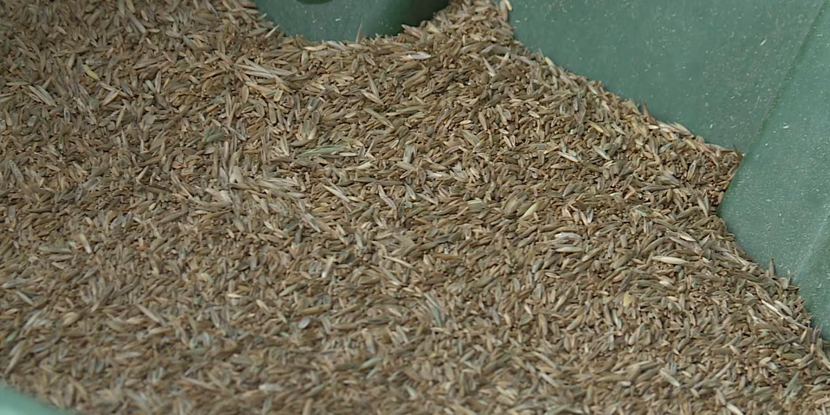 North Dakota farmer pays $60,000 penalty for seed law violations