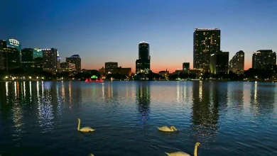 Officials suspect bird flu after 12 swans die at Orlando's Lake Eola