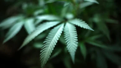 Ohio Senate approves hemp regulations, changes in marijuana law
