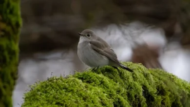 'Once in a generation moment:' Rare taiga flycatcher spotted in Vancouver