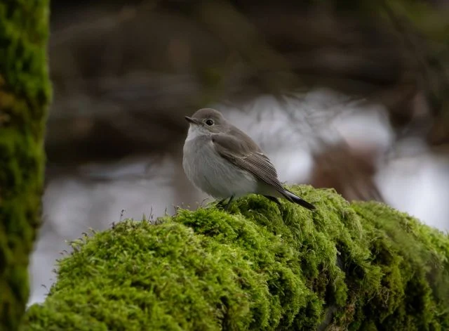 'Once in a generation moment:' Rare taiga flycatcher spotted in Vancouver