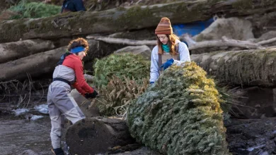 Oregon Christmas trees can get a second life as habitat for salmon