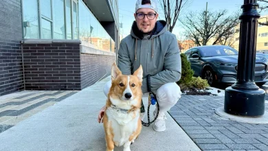 PETA urges Delaware to consider dog-walking requirement