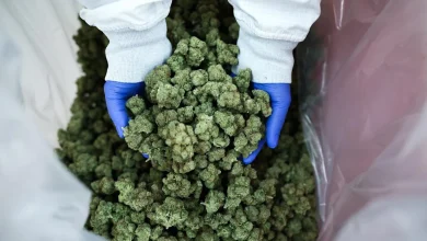 Pot Stocks Rise on Trump Plan to Ease Cannabis Restrictions