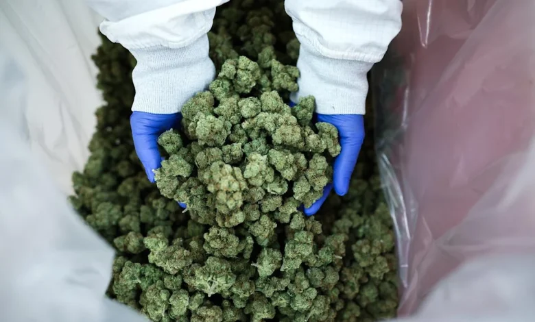 Pot Stocks Rise on Trump Plan to Ease Cannabis Restrictions