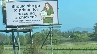 Prosecutors seek 180-day jail term for activist Zoe Rosenberg in Petaluma Poultry case