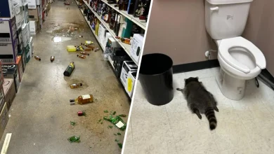 Raccoon passes out on Virginia liquor store bathroom floor after drunken rampage