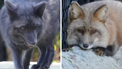 Red foxes rescued from Ohio fur farm find new home at Tampa zoo
