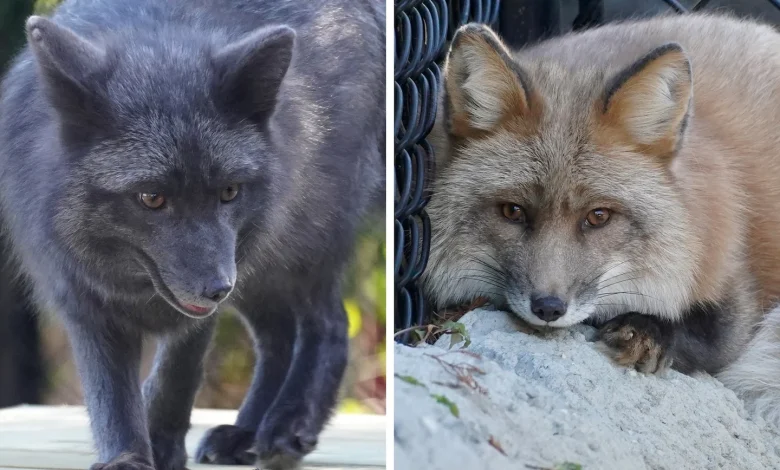 Red foxes rescued from Ohio fur farm find new home at Tampa zoo