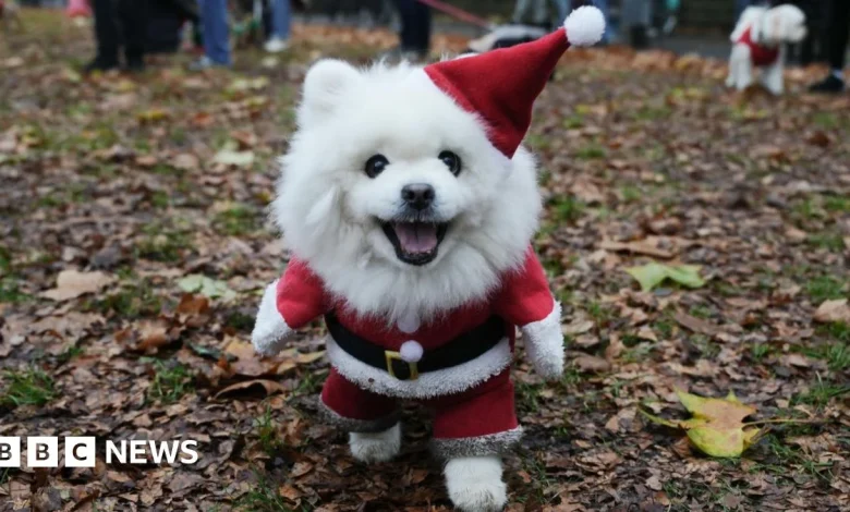 Rescue dogs in Christmas jumpers parade in central London