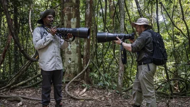 Rob & Romesh vs the Jungle on Sky Max HD: full details and when it's on