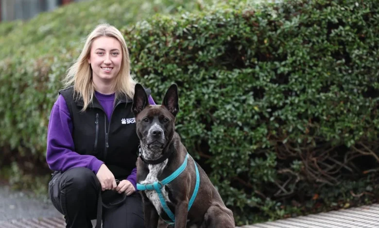 Scotland’s loneliest pets who want forever homes