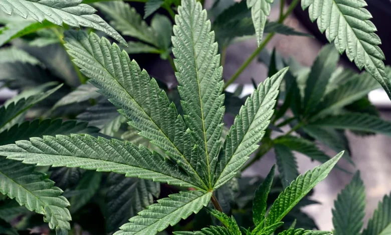 Some cannabis works about as well as ibuprofen against chronic pain, OHSU-led review finds