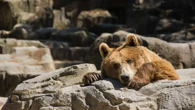 Stock Market Today: Nasdaq Edges Up; Dollar General Breaks Out; Robinhood At Key Level (Live Coverage)