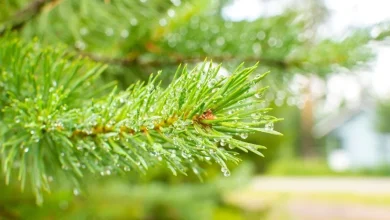 TUI cancels first two ‘alternative Lapland’ trips because there’s no snow