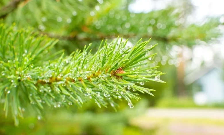 TUI cancels first two ‘alternative Lapland’ trips because there’s no snow