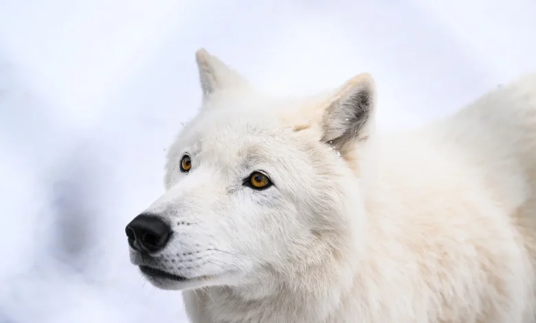 The surprising reason wolves make roads safer