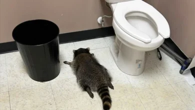 This raccoon’s ‘poor life choices’ left him passed out in a liquor store bathroom