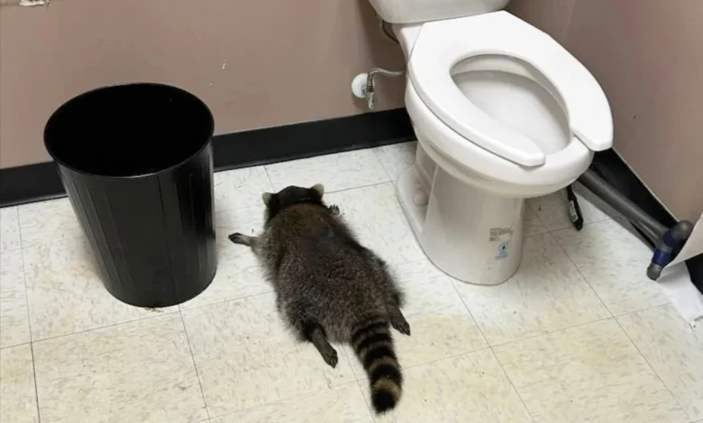 This raccoon’s ‘poor life choices’ left him passed out in a liquor store bathroom