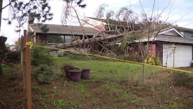 Tree falls onto house in Everett; Strong winds concern for western Washington Monday