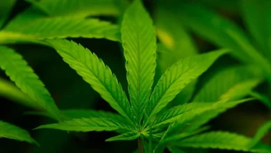 Trump expected to sign executive order reclassifying marijuana, easing restrictions on the drug