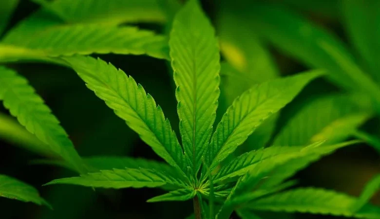 Trump expected to sign executive order reclassifying marijuana, easing restrictions on the drug