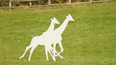 Two baby giraffes are missing. Alicia Silverstone and others want answers.