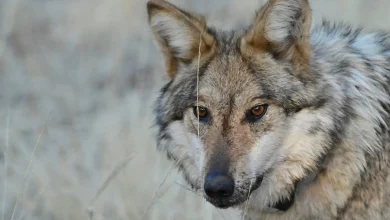 US House passes bill to remove federal protections for wolves